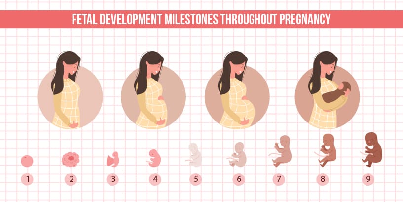 Fetal Development Milestones throughout pregnancy
