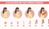 Fetal Development Milestones throughout pregnancy